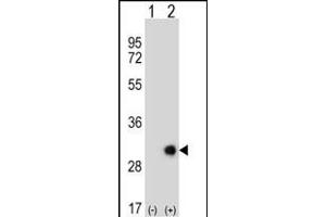 Western blot analysis of ETHE1 (arrow) using rabbit polyclonal ETHE1 Antibody (Center) (ABIN390581 and ABIN2840904). (ETHE1 抗体  (AA 103-130))