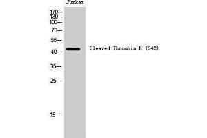 Western Blotting (WB) image for anti-Coagulation Factor II (thrombin) Receptor (F2R) (cleaved), (Ser42) antibody (ABIN6287744) (PAR1 抗体  (cleaved, Ser42))