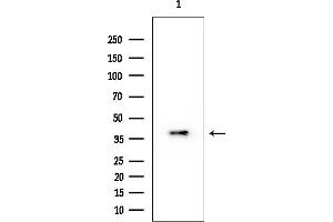 anti-Heterogeneous Nuclear Ribonucleoprotein A3 (HNRNPA3) antibody