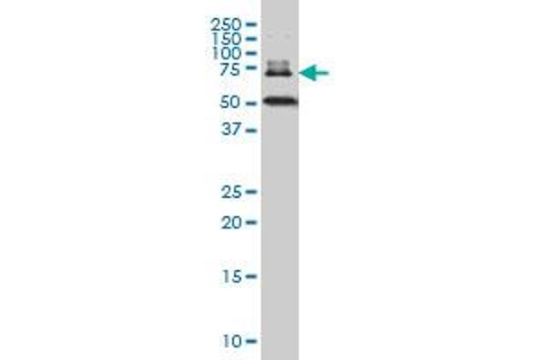 FAM200A antibody  (AA 1-573)