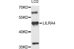 Western blot analysis of extracts of LO2 cells, using LILRA4 antibody (ABIN5971757) at 1/1000 dilution. (LILRA4 抗体)