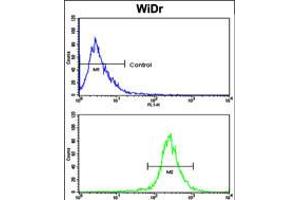 Flow cytometric analysis of WiDr cells using AXL Antibody (bottom histogram) compared to a negative control cell (top histogram). (AXL 抗体  (N-Term))