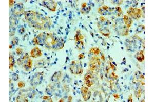 Immunohistochemistry of paraffin-embedded human salivary gland tissue using ABIN7143845 at dilution of 1:100 (AMY1A 抗体  (AA 16-200))