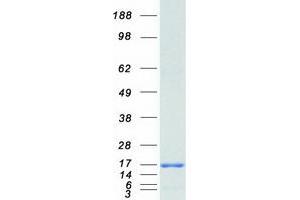 Western Blotting (WB) image for Single-Stranded DNA Binding Protein 1 (SSBP1) protein (Myc-DYKDDDDK Tag) (ABIN2732691)