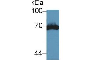 Western Blot; Sample: Mouse Kidney lysate; Primary Ab: 5µg/ml Rabbit Anti-Mouse tPA Antibody Second Ab: 0. (PLAT 抗体  (AA 359-532))