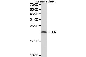 Western Blotting (WB) image for anti-Lymphotoxin-alpha (LTA) (AA 40-205) antibody (ABIN6218614) (LTA 抗体  (AA 40-205))