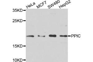 Western blot analysis of extracts of various cells, using PPIC antibody. (PPIC 抗体)