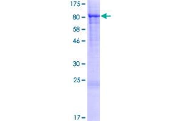 STXBP3 Protein (AA 1-592) (GST tag)