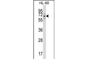 TRIM23 Antibody (N-term) (ABIN657564 and ABIN2846571) western blot analysis in HL-60 cell line lysates (35 μg/lane). (TRIM23 抗体  (N-Term))