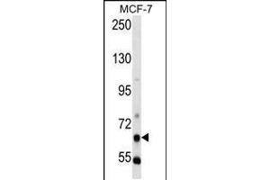 Western blot analysis in MCF-7 cell line lysates (35ug/lane). (PCK1 抗体  (N-Term))