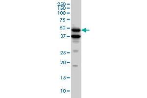 BMP7 monoclonal antibody (M01), clone M1-F8. (BMP7 抗体  (AA 1-431))