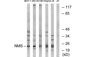 Western blot analysis of extracts from MCF-7 cells, 293 cells, HUVEC cells, HepG2 cells and Jurkat cells, using NMS antibody. (NMS 抗体  (C-Term))