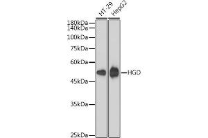 Western blot analysis of extracts of various cell lines, using HGD antibody (ABIN1680529, ABIN7101432, ABIN7101433 and ABIN7101434) at 1:1000 dilution. (HGD 抗体)
