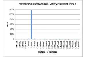The recombinant H3K9me2 antibody specifically reacts to Histone H3 dimethylated at Lysine 9 (K9me2). (Recombinant Histone 3 抗体  (2meLys9))