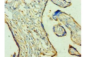Immunohistochemistry of paraffin-embedded human placenta tissue using ABIN7166926 at dilution of 1:100 (TP53I3 抗体  (AA 163-332))