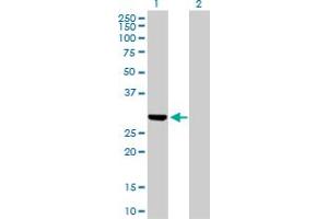 Western Blot analysis of DUT expression in transfected 293T cell line by DUT MaxPab polyclonal antibody. (Deoxyuridine Triphosphatase (DUT) (AA 1-252) 抗体)