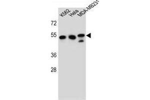 TUBB6 Antibody (Center) western blot analysis in K562,Hela,MDA-MB231 cell line lysates (35 µg/lane). (TUBb6 抗体  (Middle Region))