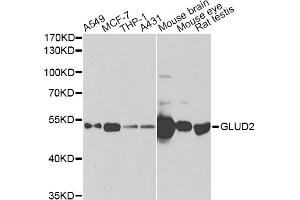 Western blot analysis of extracts of various cell lines, using GLUD2 antibody (ABIN2562844) at 1:1000 dilution. (GLUD2 抗体)