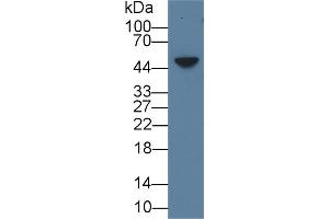 Detection of AREG in Mouse Skin lysate using Polyclonal Antibody to Amphiregulin (AREG) (Amphiregulin 抗体  (AA 94-191))