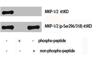 Western Blot analysis of Hela cells using MKP-1/2 Polyclonal Antibody (MKP-1/2 抗体)