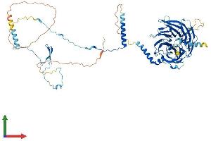 Protein Structure (PS) image for Dynein, Axonemal, Intermediate Chain 1 (DNAI1) (AA 1-701) protein (His tag) (ABIN7559079)