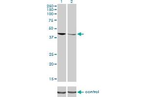 Western Blotting (WB) image for anti-TAR DNA Binding Protein (TARDBP) (AA 1-260) antibody (ABIN565080)