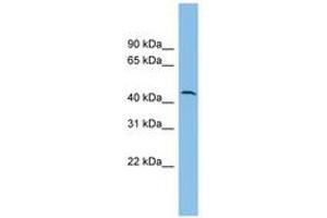 DPH1 antibody  (AA 35-84)