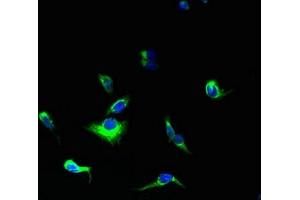 Immunofluorescent analysis of HepG2 cells using ABIN7166346 at dilution of 1:100 and Alexa Fluor 488-congugated AffiniPure Goat Anti-Rabbit IgG(H+L) (YIPF5 抗体  (AA 1-124))