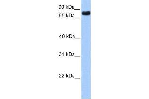 Western Blotting (WB) image for anti-Transducin-Like Enhancer Protein 2 (TLE2) antibody (ABIN2457945) (TLE2 抗体)