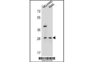Western blot analysis in NCI-H460,A549 cell line lysates (35ug/lane). (SPATS1 抗体  (AA 172-201))