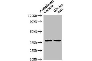 anti-BG2 (AA 31-339) antibody