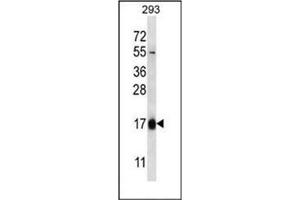 Western blot analysis of HBQ1 Antibody (N-term) in 293 cell line lysates (35ug/lane).