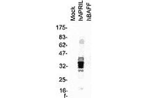 Western blot of total cell extracts from HEK 293 cells transfected with the indicated expression vector. (TNFSF13 抗体  (AA 93-233))