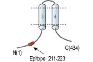 Representative domain view of the target of ABIN7235967. (MRS2 Magnesium Homeostasis Factor Homolog (MRS2) Peptide)