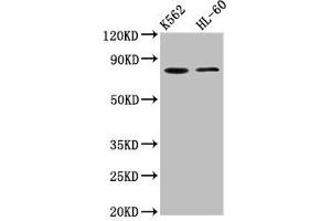 Western Blot Positive WB detected in: K562 whole cell lysate, HL60 whole cell lysate All lanes: LPO antibody at 5. (LPO (AA 81-190) 抗体)