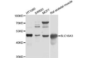 Western blot analysis of extracts of various cell lines, using SLC16A3 antibody (ABIN4905178) at 1:1000 dilution. (SLC16A3 抗体)