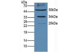 Western blot analysis of Mouse Heart Tissue. (PD-L1 抗体  (AA 34-241))