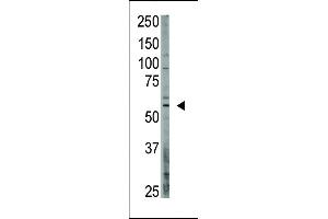 Antibody is used in Western blot to detect OASIS in A375 lysate. (CREB3L1 抗体  (C-Term))