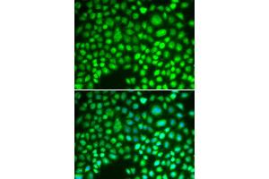Immunofluorescence (IF) image for anti-Aprataxin (APTX) antibody (ABIN1876552) (Aprataxin 抗体)