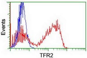 HEK293T cells transfected with either RC220060 overexpress plasmid (Red) or empty vector control plasmid (Blue) were immunostained by anti-TFR2 antibody (ABIN2455711), and then analyzed by flow cytometry. (Transferrin Receptor 2 抗体)