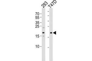 Western blot analysis of using LC3C antibody at 1:1000. (LC3C 抗体  (AA 1-30))