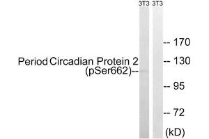 Western blot analysis of extracts from 3T3 cells, treated with PMA (125 ng/mL, 30 mins), using Period Circadian Protein 2 (Phospho-Ser662) antibody. (PER2 抗体  (pSer662))