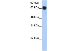 Western Blotting (WB) image for anti-Zinc Finger Protein 433 (ZNF433) antibody (ABIN2459418) (ZNF433 抗体)