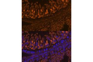 Immunofluorescence analysis of rat testis using ELSPBP1 antibody (ABIN7266993) at dilution of 1:100. (ELSPBP1 抗体  (AA 110-223))