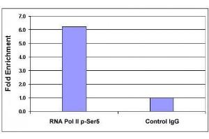 RNA pol II CTD phospho Ser5 antibody tested by ChIP analysis. (Rpb1 CTD 抗体  (pSer5, Ser5))