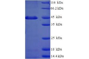 SDS-PAGE (SDS) image for Proteasome (Prosome, Macropain) Inhibitor Subunit 1 (PI31) (PSMF1) (AA 1-271), (full length) protein (His-SUMO Tag) (ABIN5711688) (PSMF1 Protein (AA 1-271, full length) (His-SUMO Tag))