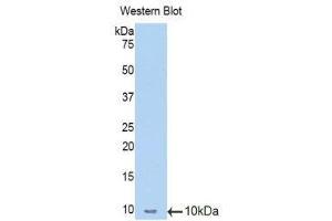Western Blotting (WB) image for anti-Metallothionein 1 (MT1) (AA 1-61) antibody (ABIN1078312) (MT1 抗体  (AA 1-61))
