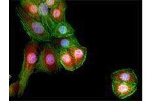 Immunofluorescence (IF) image for anti-Galectin 3 (LGALS3) (AA 151-251) antibody (ABIN2665254) (Galectin 3 抗体  (AA 151-251))