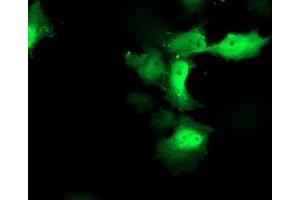 Anti-CXorf26 mouse monoclonal antibody (ABIN2454860) immunofluorescent staining of COS7 cells transiently transfected by pCMV6-ENTRY CXorf26 (RC200095). (CXorf26 抗体)