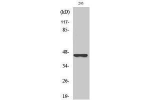 Western Blotting (WB) image for anti-serpin Peptidase Inhibitor, Clade B (Ovalbumin), Member 4 (SERPINB4) (Internal Region) antibody (ABIN3186882) (SERPINB4 抗体  (Internal Region))